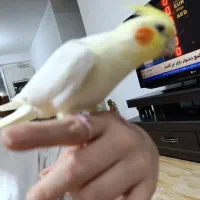 جفت عروس هلندی|پرنده|رشت, حومه رشت|دیوار