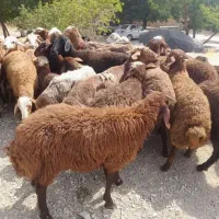 گوسفند شهرری و یافت اباد و تهران پارس بازدید حضوری|حیوانات مزرعه|تهران, نازیآباد|دیوار