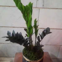 گل طبیعی زامفولیا دو رنگ
