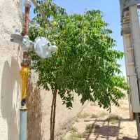 فروش-6هکتار-باغ-پسته-24ساله-6دانگ-ورامین