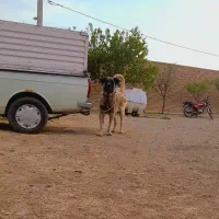 سگ سرابی ذات‌قدیم