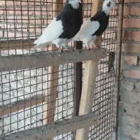 کبوتر
