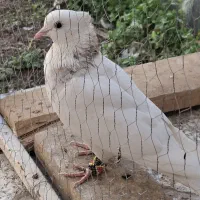 کفتر طوقی|پرنده|قائن, |دیوار