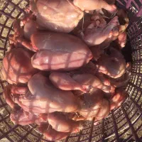 مرغ غذای سگ و گربه|لوازم جانبی حیوانات|گنبد کاووس, |دیوار