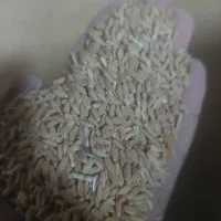 گندم دیم تمیز