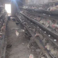 جوان مرغ و خروز س موجود تخمگذار|حیوانات مزرعه|وحیدیه, |دیوار