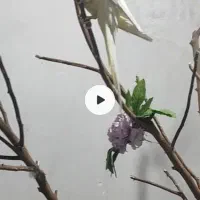 عروس هلندی گم شده است|پرنده|برازجان, |دیوار