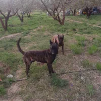 سگ مالینویز داچ