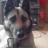 سلام به دلیل نداشتن جای برای فروش گذاشتم|سگ|گرگان, |دیوار