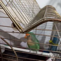 طوطی کوتوله|پرنده|کرمان, |دیوار