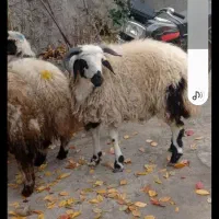 بره گوسفند نر