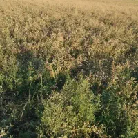 فروش زمین مسکونی روستای شهنان
