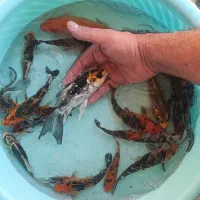 ماهی|ماهی|اصفهان, نصرآباد|دیوار