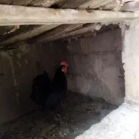 مرغ و خروس