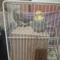 یک جفت عروس هلندی