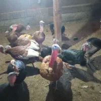 بوقلمون9ماهه