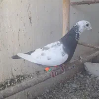 ماده نوک گنده جوجه طوقی