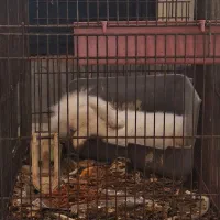 خرگوش لوپ ۳ ماهشه