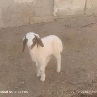 بره شیری قیمت توافقی|حیوانات مزرعه|کرمانشاه, |دیوار