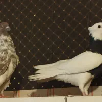 طوقی سیاه/سوسکی|پرنده|شیراز, لب آب|دیوار