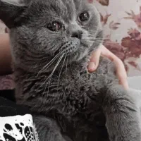گربه اسکاتیش