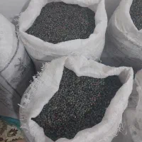 خرید فروش کلخنگ یا کسور .بنه مغز بنه .مغز الوک