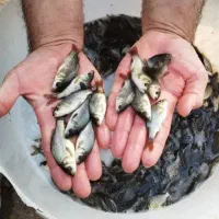 طلایی نژاد تاتا