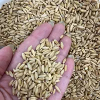 گندم، ارزن و دان عروس هلندی .دون پرنده