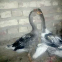 سه عدد بت