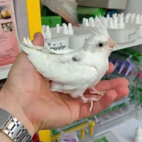 طوطی گرینچیک خورشیدی|پرنده|اردبیل, |دیوار