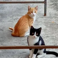 واگذاری ۲بچه گربه ۲ماهه