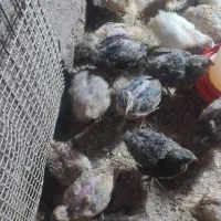 بلدرچین ماده و نره جوان|پرنده|مشهد, نیزه|دیوار