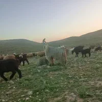 دبر پازن ترکی