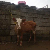 لیشه چالوسی ورزاکوله گاو چالوسی