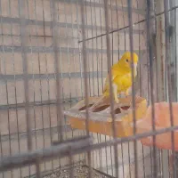 قناری نرشلاقی