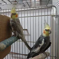 عروس هلندی نر