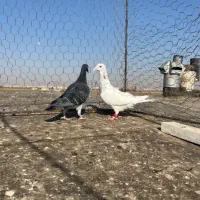 هفت رنگ خطی|پرنده|اقبالیه, |دیوار