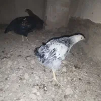 جوجه مرغ 5ماهه|حیوانات مزرعه|شاهینشهر, شهرک میلاد|دیوار