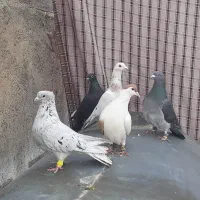 کبوتر|پرنده|مشهد, ایثار|دیوار