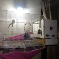 قفس عروس کبوتر