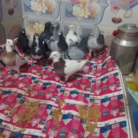 ۱۰تابیرون شهری