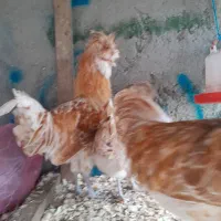 پولند بوف|حیوانات مزرعه|فومن, |دیوار