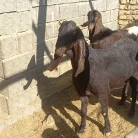 بُز شاخ گاوی دو رگ پاکستانی هیکل دار