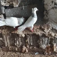 کبوتر