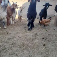 بزغاله|حیوانات مزرعه|سلفچگان, |دیوار