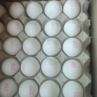 پخش تخم مرغ تازه بروز|خوردنی و آشامیدنی|قم, باجک یک|دیوار