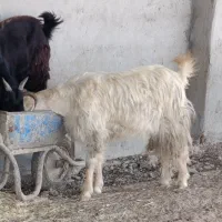 بز  فروشی|حیوانات مزرعه|اندیمشک, |دیوار