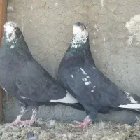 جفت زاغ کله ماسی پرش سنگین
