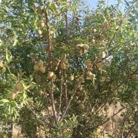 بادام