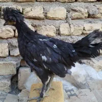 جوجه محلی